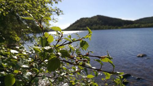 Close-up of plant by lake against sky