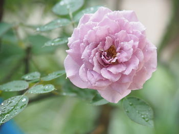 Close-up of pink rose flower