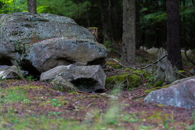 Moss growing on rocks in forest