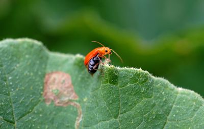 Close-up of insect on leaf