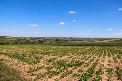 Scenic view of agricultural field against blue sky