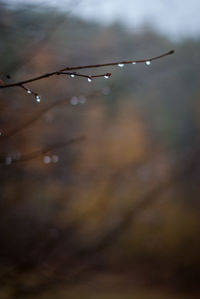 Close-up of raindrops on twig