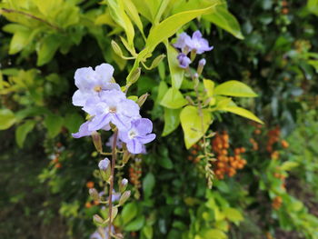 Close-up of flowers