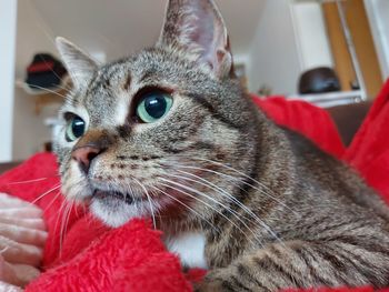 Close-up of cat looking away