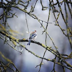 Low angle view of bird perching on branch