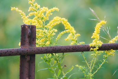 Close-up of rusty metal fence against plants