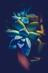 Close-up of flowers against black background