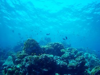 Fish swimming in sea