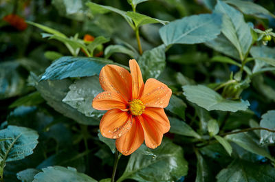 Close-up of orange flowering plant