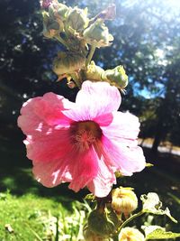 Close-up of pink flowers