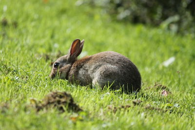 Close-up of rabbit on field