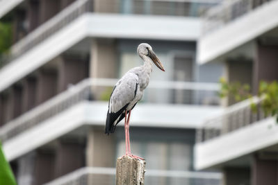 Close-up of bird perching on roof of building