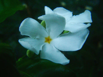 Close-up of white flowers