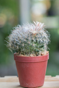 Close-up of succulent plant in pot