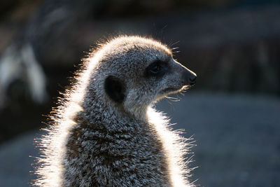 Close-up of meerkat