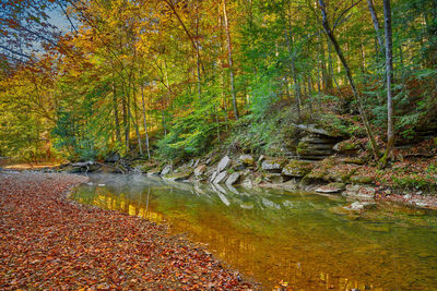 View of stream flowing through forest during autumn