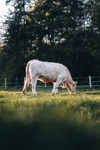 Horse grazing in a field