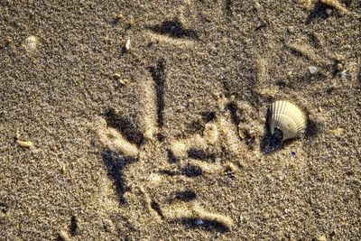 High angle view of shell on sand