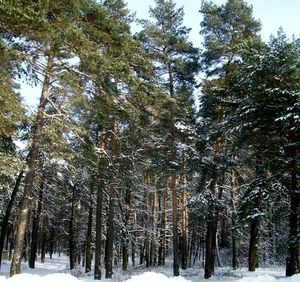 Low angle view of trees against sky during winter