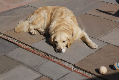 High angle view of dog sleeping on footpath