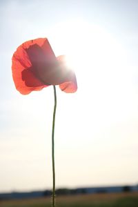 Close-up of red rose against sky