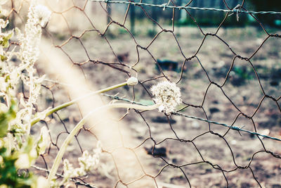 Close-up of white flowering plants on field