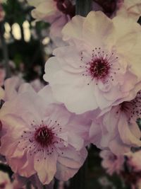 Close-up of pink flower