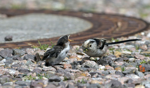 Close-up of birds on rock