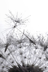 Close-up of dandelion against sky