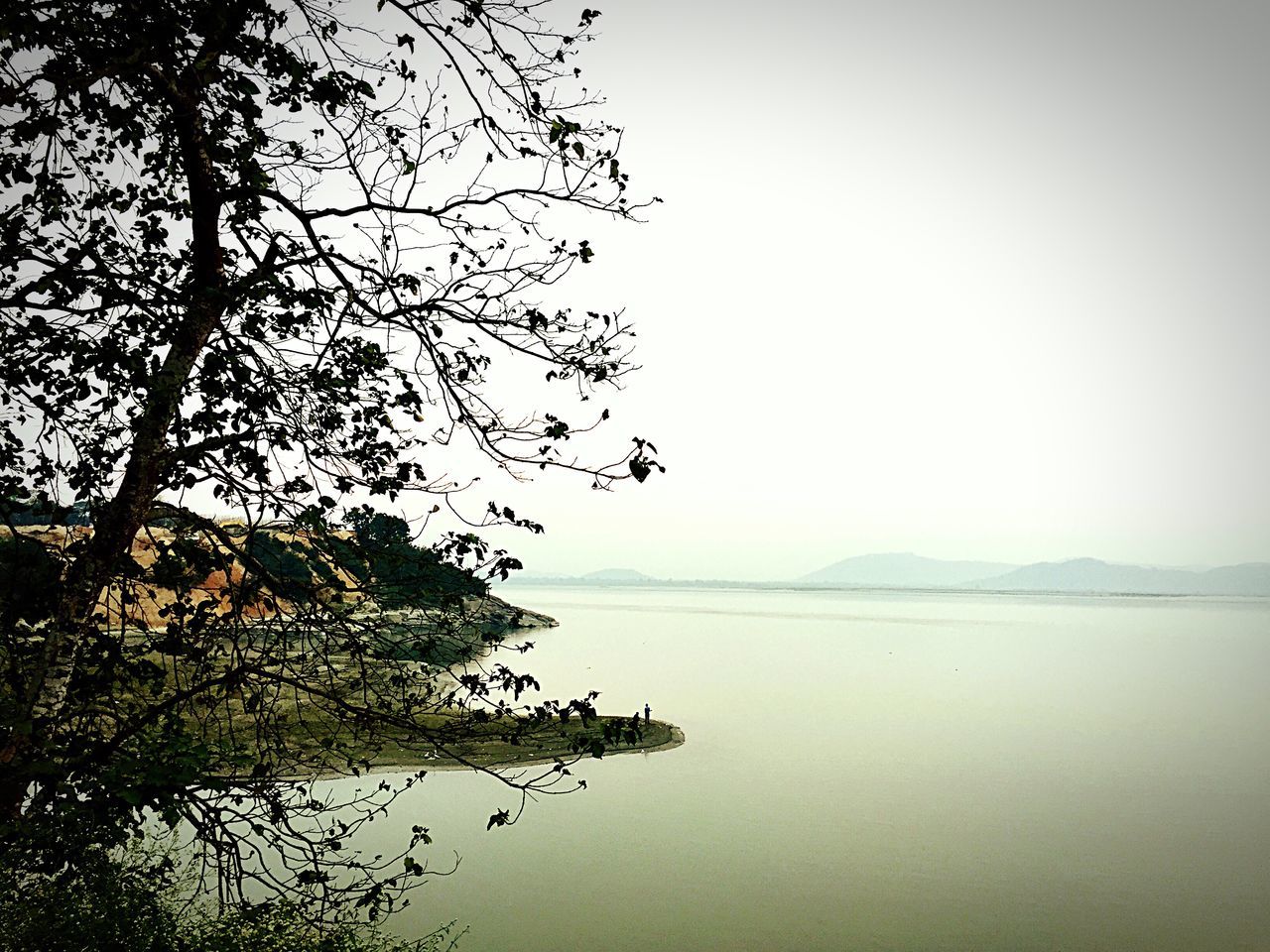 water, tranquil scene, tranquility, clear sky, scenics, tree, beauty in nature, sea, nature, branch, horizon over water, copy space, lake, waterfront, idyllic, sky, calm, outdoors, non-urban scene, bird