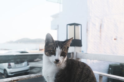 Close-up portrait of a cat