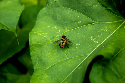 Close-up of insect on leaf