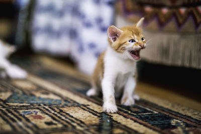 Cat sitting on floor