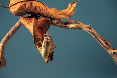 Close-up of dry leaf on branch against sky