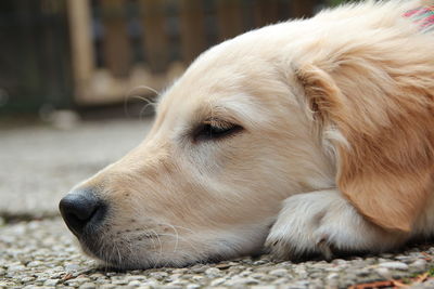 Close-up of a dog resting