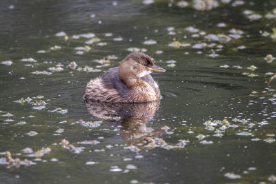 Duck swimming in lake