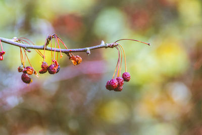 Close-up of berries growing on tree