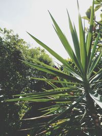 Low angle view of fresh green plants against sky