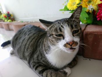 Close-up portrait of cat relaxing at home