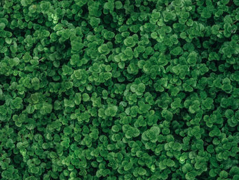 Full frame shot of fresh green plants