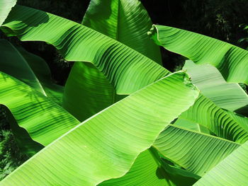 Close-up of green leaves