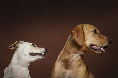 Dogs against white background