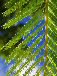 Full frame shot of leaves