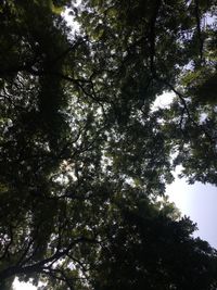 Low angle view of trees against sky