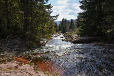 River flowing amidst trees in forest against sky