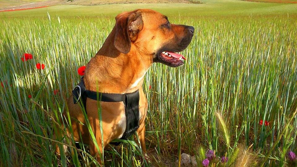 domestic animals, dog, grass, pets, animal themes, one animal, field, mammal, grassy, growth, plant, pet collar, nature, landscape, full length, brown, flower, standing, green color, beauty in nature