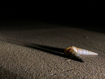 Shells on a dark beach 