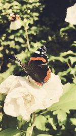 Close-up of butterfly pollinating on flower