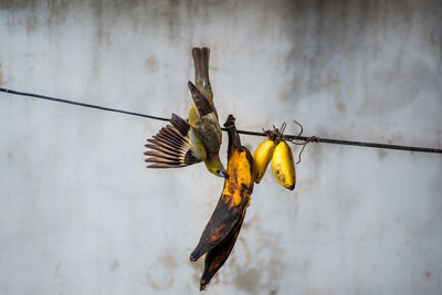 Low angle view of bird flying against wall feeding on plantain 
