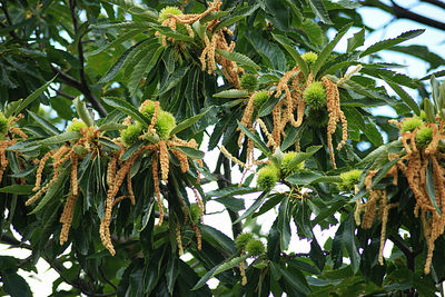 Low angle view of fruits growing on tree